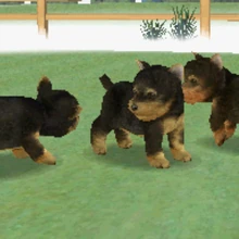 yorkshire terrier nintendogs