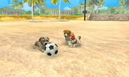 A Pomeranian with neighbors Pepper/Dina and Buddy/Tico playing with a soccer ball.