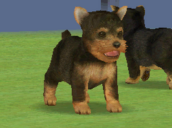 Yorkshire terrier nintendogs 2025