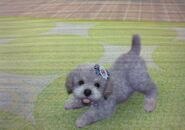 A grey toy poodle