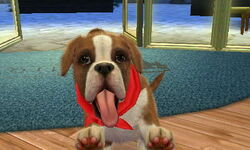 Nintendogs boxer on sale