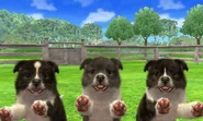 Bicolor Shetland Sheepdogs in 3DS version