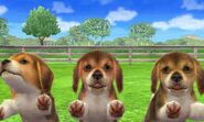 Tricolor Beagles in 3DS version