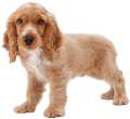CockerSpanielOfficialArtwork