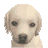 The preview icon Labrador Retriever shown in the Kennel.