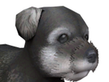 Miniature Schnauzer
