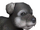 Miniature Schnauzer