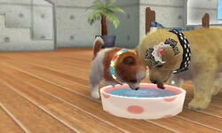 Nintendogs Cats 034