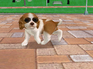 (DS) Bentley wearing the Pair of Huge Sunglasses.