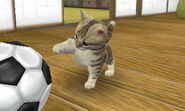 (3DS) A Standard Cat playing with the Soccer Ball