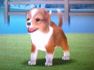 Sable Sheltie in the DS version