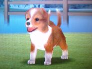 Sable Sheltie in the DS version