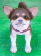 A tricolor Chihuahua puppy in the DS version