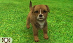 Jack Russell Terrier Nintendogs Wiki Fandom