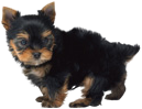 YorkshireTerrierOfficialArtwork