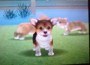 A tricolor Corgi in Nintendogs DS.