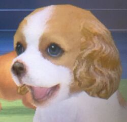 Cavalier king hot sale charles spaniel nintendogs
