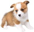 PembrokeWelshCorgiOfficialArtwork