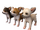 Starter Breeds