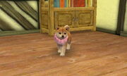Pink Scarf