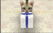 A Standard Tabby Cat giving a present