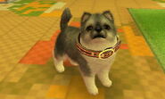(3DS) A Pomeranian wearing the Classy Collar.