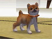 Nintendogs Wiki 001