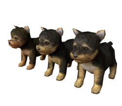 Yorkshire Terrier Nintendogs Wiki Fandom