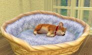 A Corgi sleeping.