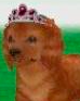 A Dachshund in the Tiara.