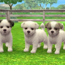 nena and co dog collar