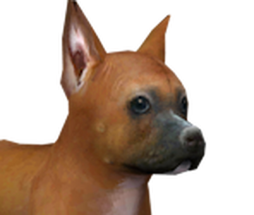 Boxer, Nintendogs Wiki