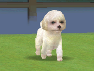 A White Toy Poodle