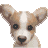 The preview icon for the Corgi shown in the Kennel.