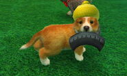 (3DS) A Shetland Sheepdog puppy with a Rubber Tire Chunk in its mouth.