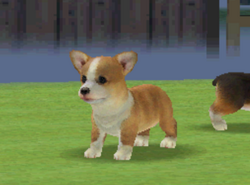 Nintendogs corgi clearance