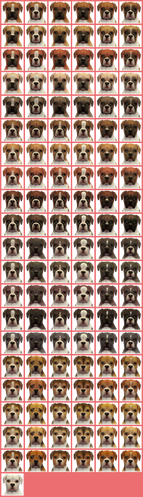 Nintendogs boxer cheap