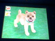 Nintendogs 001