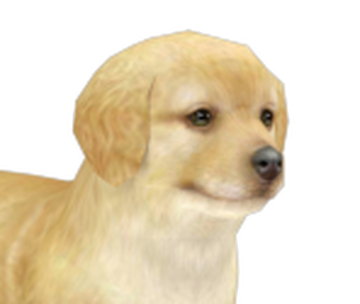 Golden Retriever Nintendogs | Fandom