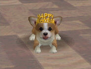 Corgi in a festive hat