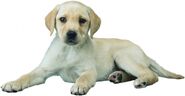 Artwork of a Labrador Retriever.