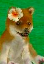 (DS) A Shiba Inu wearing the Hibiscus.