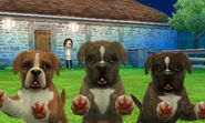 Brindle Boxers in 3DS version