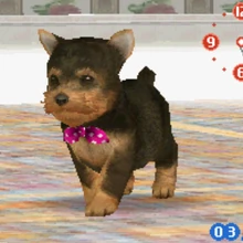 yorkshire terrier nintendogs