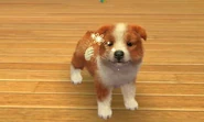 A dark orange sable and white Sheltie in Nintendogs+Cats.
