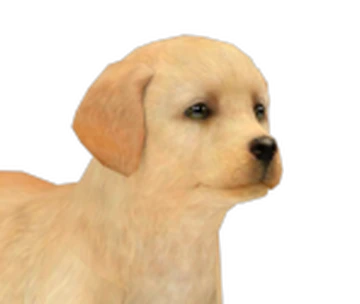 Labrador Retriever | Nintendogs Wiki | Fandom