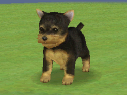Yorkshire Terrier Nintendogs Wiki Fandom