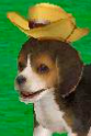 (DS) A Beagle wearing the Ten-Gallon Hat