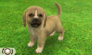 Iight gray/brown Surprise Beagle in 3DS version