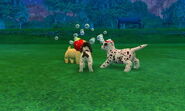 (3DS) A Toy Poodle, neighbor Lily, and SpotPass DLC Checkers playing with bubbles